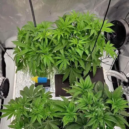 Wizard Trees DIY DWC
