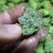 Wizard Trees DIY DWC