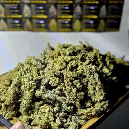 Wizard Trees DIY DWC