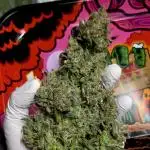 Runtz Auto / Barneys Farm