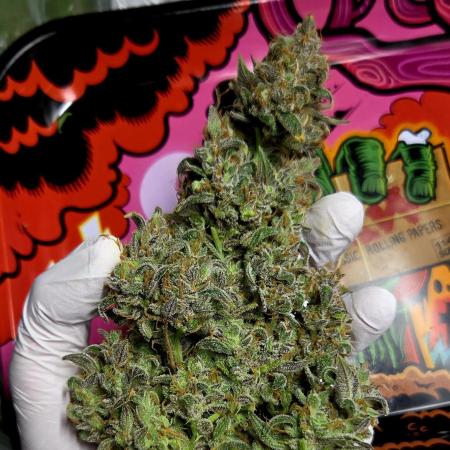 Runtz Auto / Barneys Farm