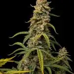 Runtz Auto / Barneys Farm