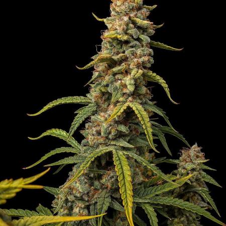 Runtz Auto / Barneys Farm