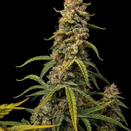 Runtz Auto / Barneys Farm