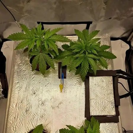 Humboldt DYI DWC