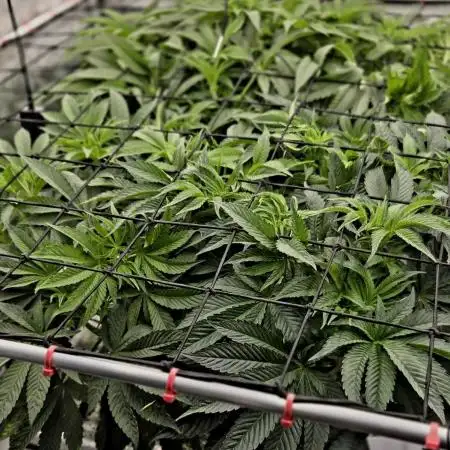 Wizard Trees DIY DWC
