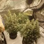 Runtz Auto / Barneys Farm