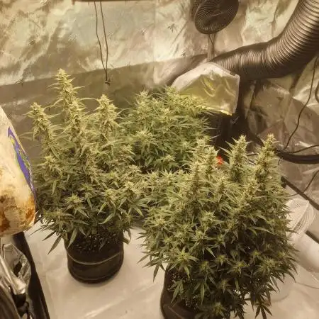 Runtz Auto / Barneys Farm