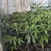 Four in a Tent