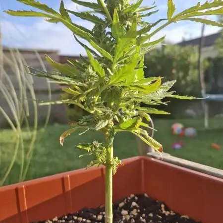 Danube Lowland Mimosa