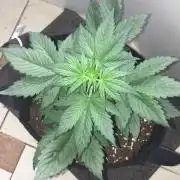 GIRL SCOUT COOKIES LED AN SOIL