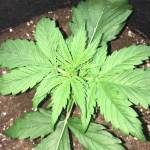 GREEN CRACK