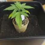 Summer Grow 2025