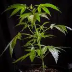 Critical Kush
