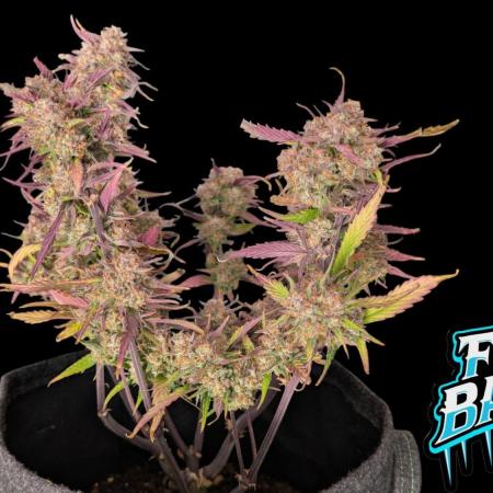 Fastbuds Collabo Run