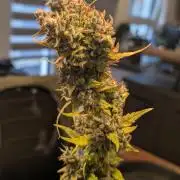 Fastbuds Collabo Run