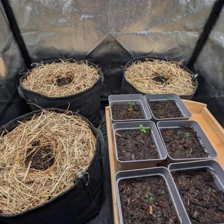 7up für den Autoflower World Cup 2026