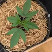 7up für den Autoflower World Cup 2026