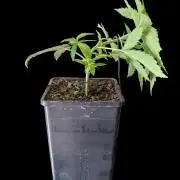 Cup Winning Strains 2026