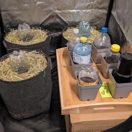 Cup Winning Strains 2026