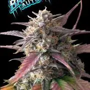 Fastbuds Collabo Run