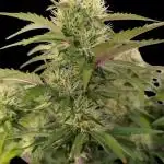 Fastbuds Collabo Run