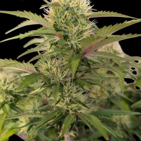 Fastbuds Collabo Run