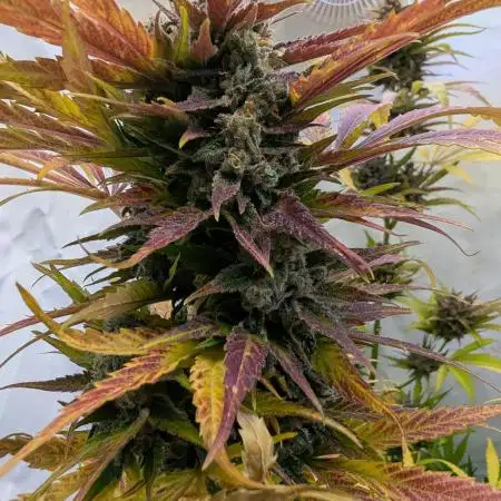 420 Fastbuds