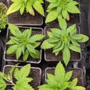 Cup Winning Strains 2026
