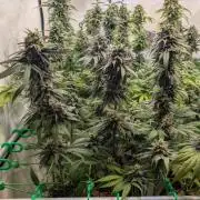 Cup Winning Strains 2026