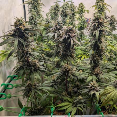 Cup Winning Strains 2026