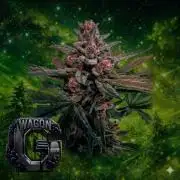 The G-Wagon Autoflower WorldCup 26