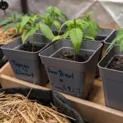 Cup Winning Strains 2026