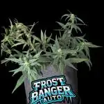 Fastbuds Collabo Run