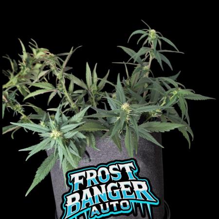 Fastbuds Collabo Run