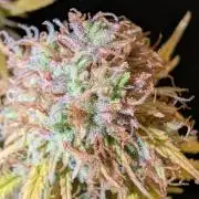 Fastbuds Collabo Run