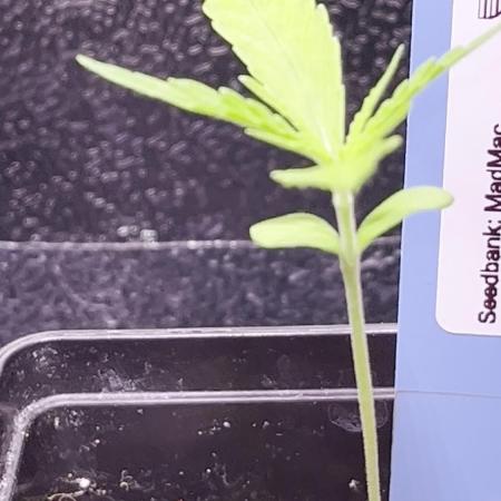 Original Haze and Oldtimers Haze