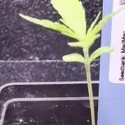 Original Haze and Oldtimers Haze