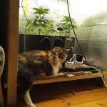 NinaGrowRoom#2