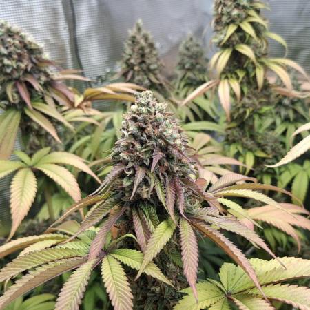 Sweet Mandarine Zkittlez F1 Fast Version