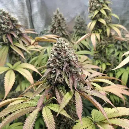 Sweet Mandarine Zkittlez F1 Fast Version