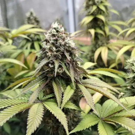 Sweet Mandarine Zkittlez F1 Fast Version