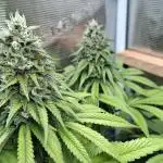 Sweet Mandarine Zkittlez F1 Fast Version