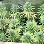 Gorilla Sanctuary