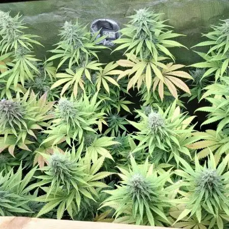 Gorilla Sanctuary