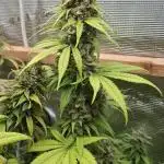 Strain A