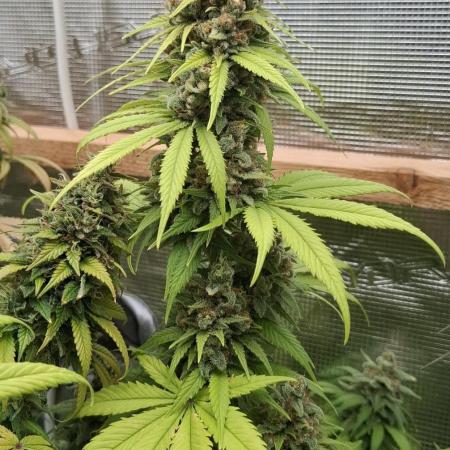 Strain A
