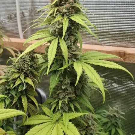 Strain A