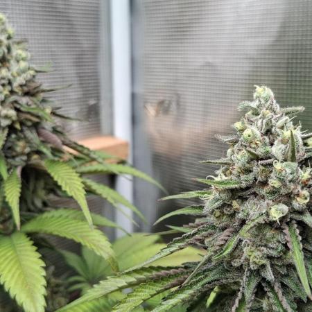 Strain A