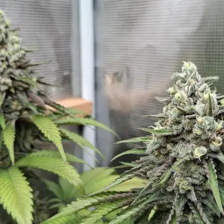 Strain A
